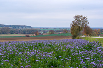 Fototapeta premium Herbst
