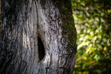 Cracked bark of the old tree overgrown with green moss in autumn forest. Selective focus. Azerbaijan