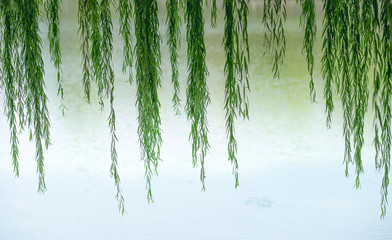 The border of green  leaves.