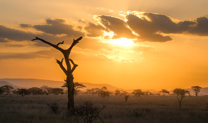 African landscape