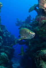 Tarpon hanging in the water in a crack in the reef. These large silver fish usually congregate in schools and like to be surrounded by structure. This was taken in Grand Cayman in the Caribbean