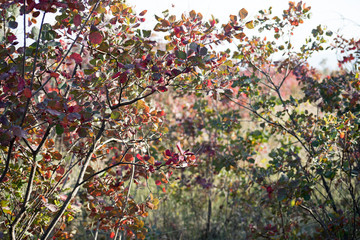 Fall scene. Beautiful Autumnal park. Leaves Forest path in autumn.