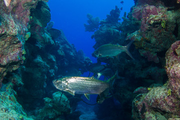 Fototapeta na wymiar Tarpon hanging in the water in a crack in the reef. These large silver fish usually congregate in schools and like to be surrounded by structure. This was taken in Grand Cayman in the Caribbean