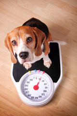 Little hound ona weight scale