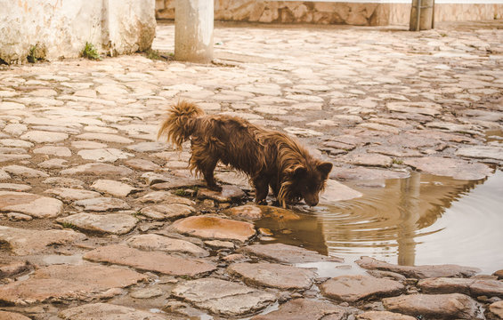 why does my dog drink dirty water