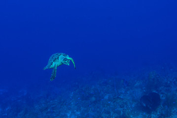 Naklejka premium A turtle in the warm water of the Caribbean sea. This salt water reptile is happy on the ecosystem provided by the coral reef