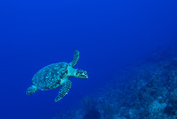Fototapeta premium A turtle in the warm water of the Caribbean sea. This salt water reptile is happy on the ecosystem provided by the coral reef