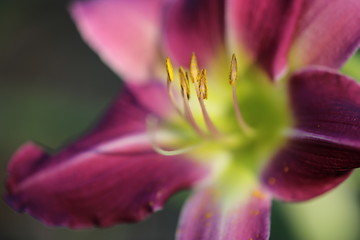 Fototapeta na wymiar closeup of a colorful day lily