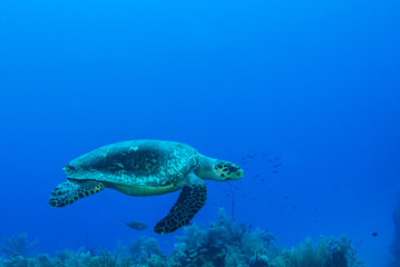 A turtle in the warm water of the Caribbean sea. This salt water reptile is happy on the ecosystem provided by the coral reef