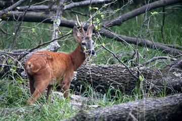  Apriolo albero caduto