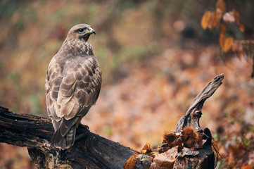 Buzzard perched on a branch