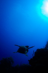 A turtle in the warm water of the Caribbean sea. This salt water reptile is happy on the ecosystem provided by the coral reef