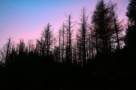 Forest sunset silhouette