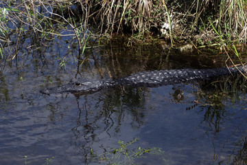 Alligator in the wild in South Florida
