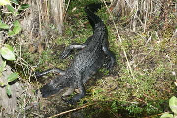 Alligator in the wild in South Florida