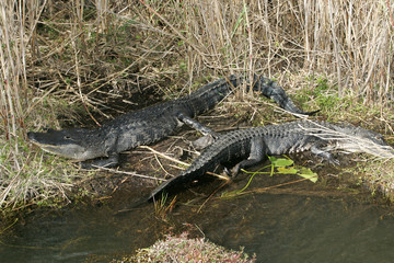 Alligator in the wild in South Florida