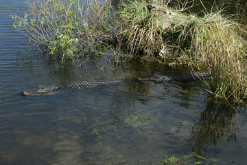 Alligator in the wild in South Florida