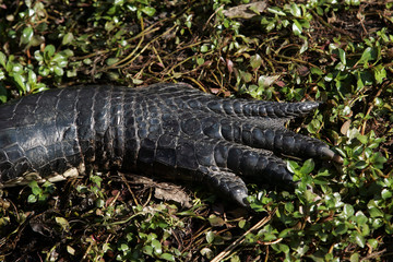 Close up of alligator in South Florida