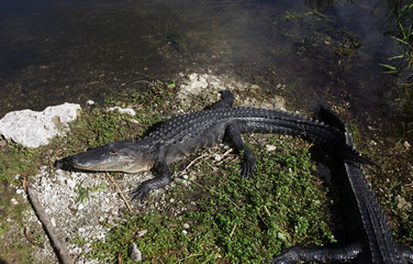 Alligator in the wild in South Florida