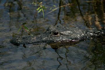 Close up of alligator in South Florida