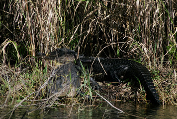 Alligator in the wild in South Florida