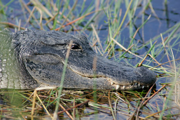 Close up of alligator in South Florida