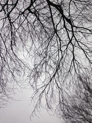 branches 