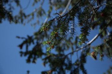 Ponderosa Leaf