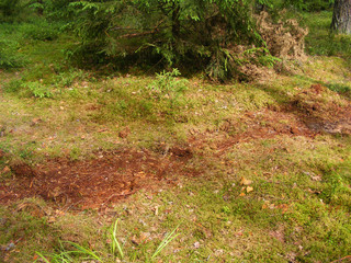 wild boar digs the soil with moss in the pine forest for acorns