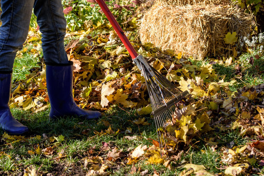 Woman outdoors in fall raking leaves in back yard