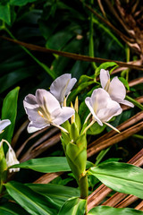 Maui-RoadtoHana-NahikuViewpoint-Flowers1