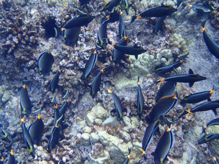 Fototapeta na wymiar Maui-Orangespine-UnicornFish-Feeding6