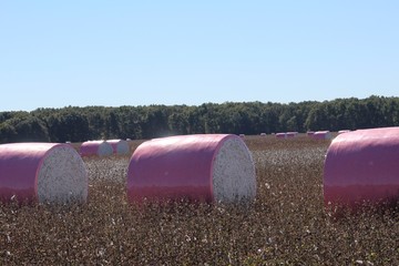 Cotton Bales 1- Julie 