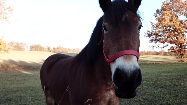 horses pasture meadow autumn animals