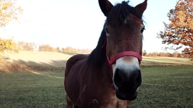 horses pasture meadow autumn animals