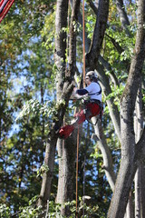 Lumberjack cutting branches climbing tree in autumn in Pullach-Munich 3385