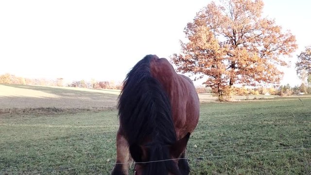 horses pasture meadow autumn animals