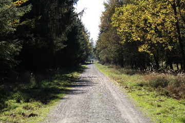 Forest road in autumn in Germany with cyclists in background 3426