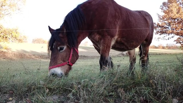horses pasture meadow autumn animals