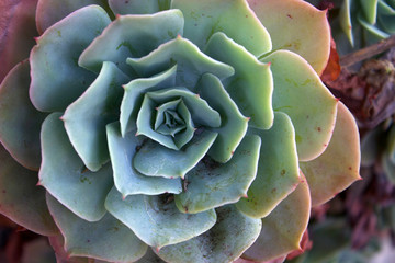 Fototapeta premium Succulent details