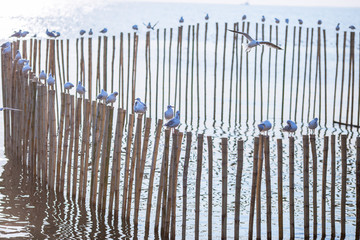 The background of the gull, a bird that behaves as a large flock, is a migratory bird escaping from the northern hemisphere. It is common during the season change between rainy season and winter.