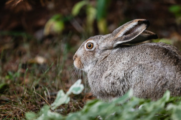 A white-tailed jackrabbit sits in the undergrowth. Taken in Edmonton, Alberta, Canada.