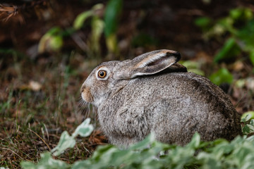A white-tailed jackrabbit sits in the undergrowth. Taken in Edmonton, Alberta, Canada.