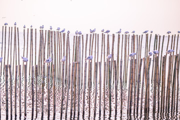 Seagull is a type of seabird, a medium to large bird. Gray or white hair Some species have black spots on the head or wings, mouths are thick and the feet are large. The birds are behaving in a large