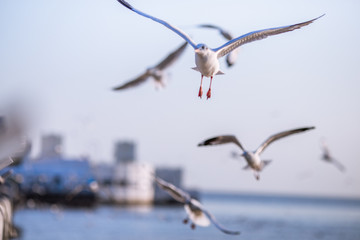 Seagull is a type of seabird, a medium to large bird. Gray or white hair Some species have black spots on the head or wings, mouths are thick and the feet are large. The birds are behaving in a large