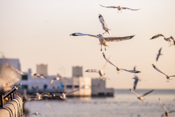 Seagull is a type of seabird, a medium to large bird. Gray or white hair Some species have black spots on the head or wings, mouths are thick and the feet are large. The birds are behaving in a large