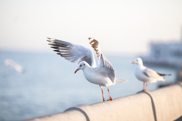 Fototapeta na wymiar Larus brunnicephalus, Seagull, is a medium to large bird. , Gray or white hair, long mouth, and large feet. Are combined into a large crowd. Trivia along the coast