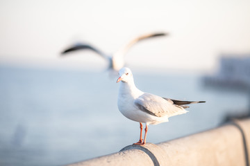 Larus brunnicephalus, Seagull, is a medium to large bird. , Gray or white hair, long mouth, and large feet. Are combined into a large crowd. Trivia along the coast