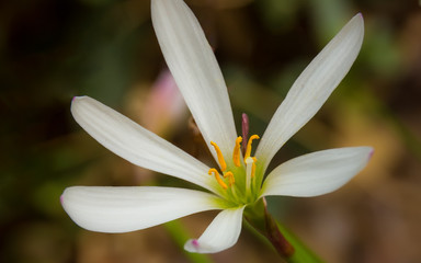 flower on green background