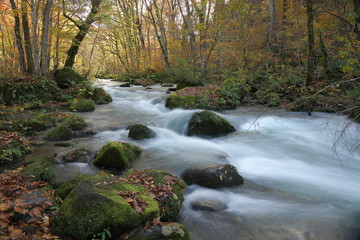 秋の奥入瀬渓流（日本）